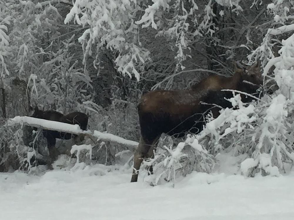 Bed & Breakfast Alaska Grizzly 3*